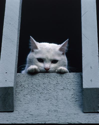 «FIP или не FIP, вот в чем вопрос...» (запись лекции в СДО)