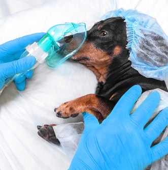 Анестезиологическая конференция 2023 (запись лекций в СДО)