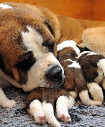 Репродуктология для терапевтов