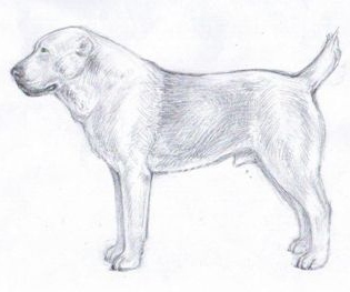 Общероссийская Конференция «День породы Среднеазиатская овчарка» (запись лекций в СДО)