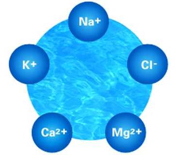 Подход к диагнозу и лечению нарушений калия у собак и кошек